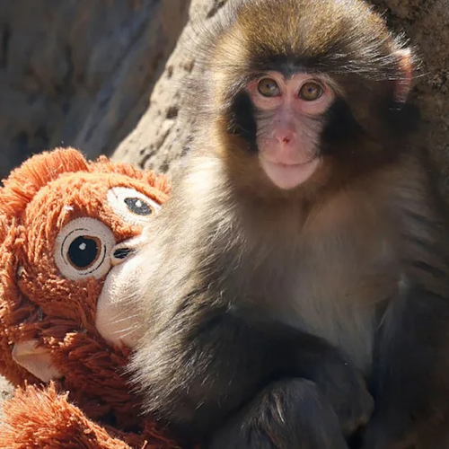 Punch the baby macaque holding his stuffed toy